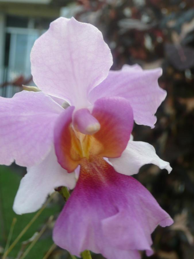 La Maison Aux Orchidees Petit-Bourg Ngoại thất bức ảnh